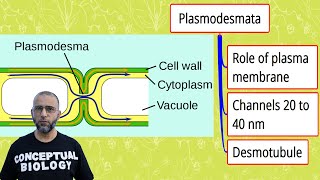 Plasmodesmata with Dr Sohail Jamil Qureshi l MDCAT Biology l AP Biology [upl. by Eikin]