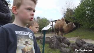 VLOG 7 DIERENRIJK IN NUENEN [upl. by Atinrehs]