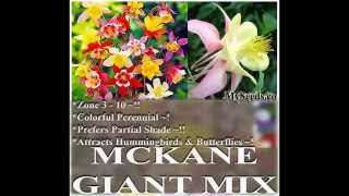 McKanas Giant Mix Columbine Seed  Aquilegia hybrida FLOWER SEEDS on wwwMySeedsCo [upl. by Calabresi]