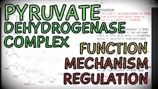 The Pyruvate Dehydrogenase Complex  Function Mechanism and Regulation [upl. by Hessney]