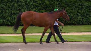 Lot 20 Smart Missile x Rorippa Bay Filly NZ [upl. by Behre]