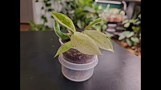 Growing Out Rare Philodendron Tissue Cultures [upl. by Twelve]