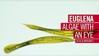 Algae with an eye  by Motic Europe [upl. by Eleon]