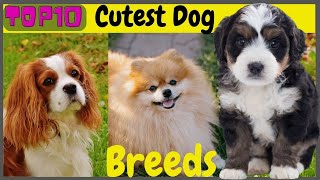 Top 10 Cutest Dog Breeds in The World  10 Cutest Dog [upl. by Dorren483]