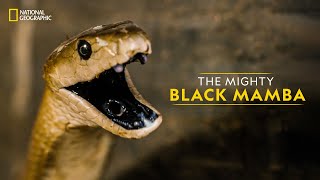 The Mighty Black Mamba  Legends of Venom  हिन्दी  National Geographic [upl. by Rimisac]