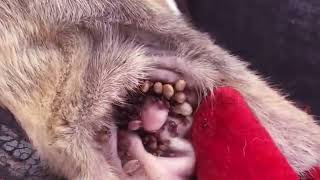 How to remove ticks form dog  Tick removal from dog 64 [upl. by Hpesojnhoj12]