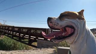 Resting Dog 🏜🐕🦴 Bodhi amstaff dog puppy nature video doglife [upl. by Aneetsirk434]