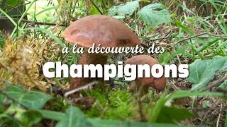 Les champignons comestibles [upl. by Hayott]