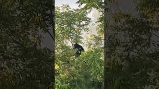 Cades cove Tennessee cadescove tennessee viral blackbears bear [upl. by Willard475]