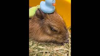 Meet the Capybara  capybara animals pet fpy [upl. by Ynnam775]