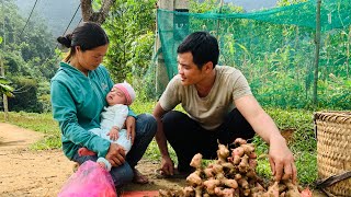 A boy and a girl dig up galangal roots and bring them to the market to sell  Nông Thôn [upl. by Ahsenit]