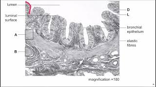 AS Level Biology MayJune 2022 paper 2 variant 2 part 3 [upl. by Parrish313]