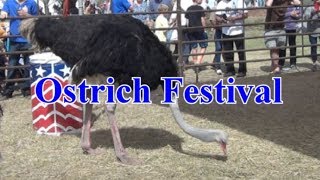 Ostrich Festival Chandler AZ  2019 [upl. by Ahsiem]