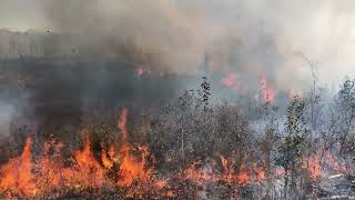 Site Prep Burn for Loblolly Pine Planting 2022 [upl. by Everrs]