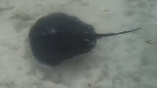 MALDIVIAN RAY travel travelmaldives traveldestinations maldivestravelguide trendingvideo [upl. by Persis]