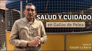 Salud Sanidad y Cuidado en la crianza de Gallos de Pelea  Galpón Ramírez Brothers [upl. by Isaac]