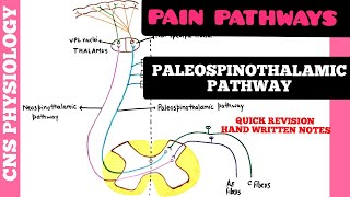 PAIN PATHWAYS  1  Paleospinothalamic Pathway  CNS  Physiology [upl. by Ettenhoj]