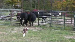 Border collie Ruabinn Penning Cattle [upl. by Geminian]