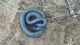 Black Kingsnake with a large snake meal  Edmonson County KY  1 May 2024 [upl. by Adnirol]