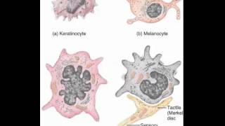 Keratinocytes Melanocytes Merkel cells Langerhans cells [upl. by Iney984]