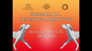 Speciale Bracco Italiano a selvatico abbattuto  Moscazzano CR 101223 [upl. by Fachini13]