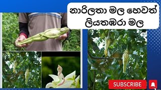 නාරිලතා මල හෙවත් ලියතඹරා මල [upl. by Acinej729]