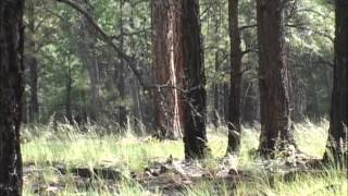 Arizona Elk VideoAZ Rutting Elk Chaos by Colburn and Scott Outfitters [upl. by Aggi903]