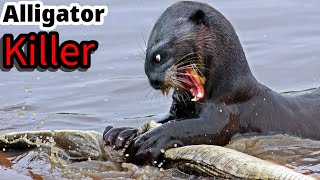 quotWhy are Alligators afraid of the GIANT OTTERquot [upl. by Ethelind]