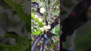 CROTONS CODIAEUM SURU Nature Love 💕 [upl. by Ube]