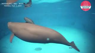 Yangtze Finless Porpoise s Friday spirit [upl. by Ras992]