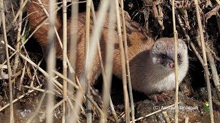 二ホン イタチmustela itatsi カワウソのような泳ぎ・素早い走り Japanese WeaselSwimming and running Donnola nuoto e corsa [upl. by Yared891]