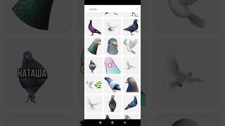 pigeon prank rofl instagram funny funnyvideo subscribe nobody subscribe likeforlikes [upl. by Hairym]