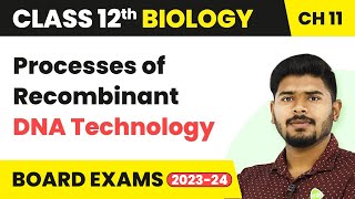 Processes of Recombinant DNA Technology  Biotechnology Principles and Processes  Class 12 Biology [upl. by Alithea]