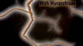 See how mycorrhizae and mycorrhizal fungi absorb nutrients o [upl. by Maibach]