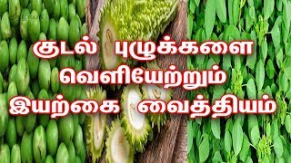 குடல் புழுக்கள் நீங்க  Home Remedies for Intestinal Worms in Tamil [upl. by Pelage685]