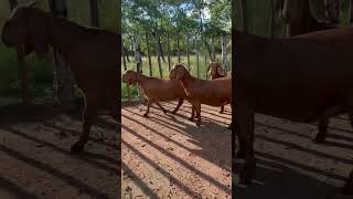 Pako Selema Kalahari REDS goat farm boergoats caprinos goats bode boer pet farmanimals [upl. by Aela]