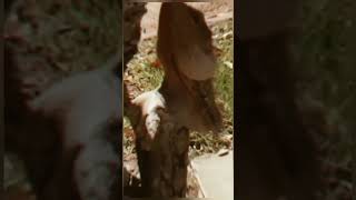 FRILLED NECK LIZARD amazonjungle youtubeshorts facts shortsvideo [upl. by Brittne]