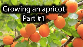 How to grow an Apricot tree from seed Part 1 [upl. by Nayra]