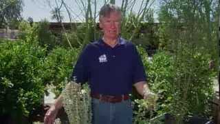 Mojave Desert Native Plants [upl. by Halika]