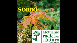 Sorbo domestico Mettiamo radici per il Futuro Sorbole che frutti tutorial giardinaggio Emilia R [upl. by Ojyram53]