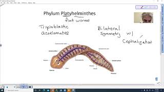 Platyhelminthes Introduction [upl. by Eniarrol]