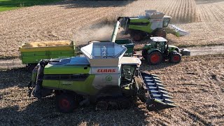 🇵🇱 Claas Team Lexion 8900  Lexion 7700  Arion 660  Kukurydza 2024  Corn Harvest  4K [upl. by Ymmit]