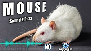 Cats mouse sounds mice noises and mouse sound effect without copyright [upl. by Aneelad]