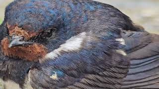 20240917 LJUBLJANA Špica PASSERIFORMES Hirundo rustica KMEČKA LASTOVKA [upl. by Primo]