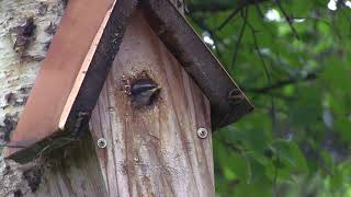 Redbreasted Nuthatch Fledglings [upl. by Giltzow]