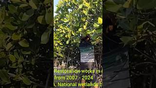 Meerasa Pulicat Mangrove work [upl. by Ahsrats647]