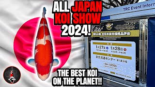 ALL JAPAN KOI SHOW 2024 THE BEST KOI ON THE PLANET [upl. by Assirralc]