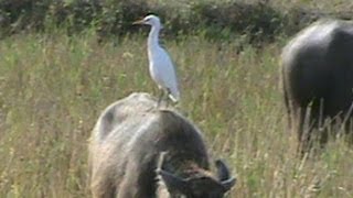 The Cattle Egret rides a Buffalo [upl. by Heymann]