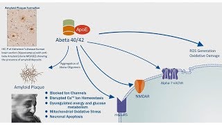 Alzheimers Disease APP Processing amp Amyloid Plaque Formation [upl. by Jamison]