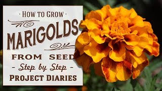 ★ How to Grow Marigolds from Seed A Complete Step by Step Guide [upl. by Llevrac230]